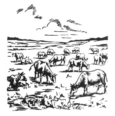 Рис. 8. Коровы на лугу