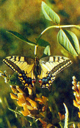 Бабочка парусник махаон - прекрасный пример билатеральной симметрии в природе