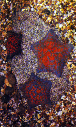 Морская звезда - пример живого организма с поворотной симметрией 5-го порядка. Этот тип симметрии наиболее распространен в живой природе (цветы незабудки, гвоздики, колокольчика, вишни, яблони и т. д.) и принципиально невозможен в кристаллических решетках неживой природы. Симметрию 5-го порядка называют симметрией жизни. Это своеобразный защитный механизм живой природы против кристаллизации, против окаменения, за сохранение живой индивидуальности