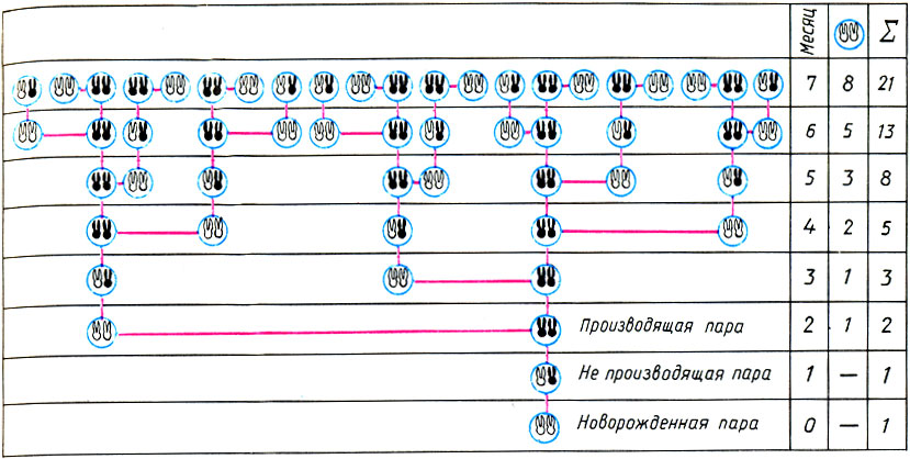 'Генеалогическое древо кроликов' в задаче Фибоначчи. Общее число пар кроликов, так же как и число новорожденных пар, образует последовательность чисел Фибоначчи 1, 1, 2, 3, 5, 8, 13, 21, ... 