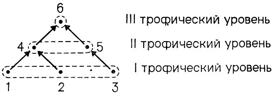 Рис. 7. Пример трофической пирамиды